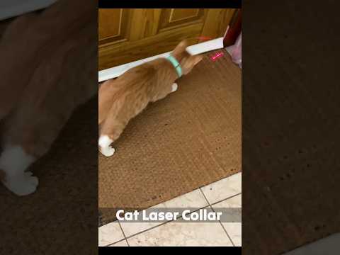 Wearable Cat Collar Laser Toy Interactive Cat Laser Toy Rechargeable Electric for Kitten